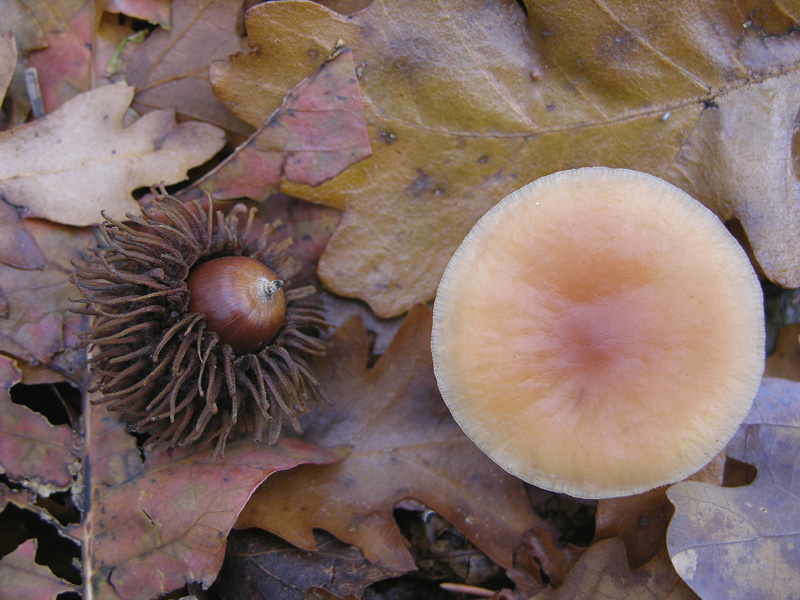 5 giorni d''acqua...poi i funghi (25 novembre)